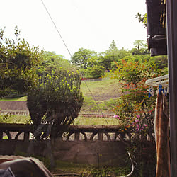 玄関/入り口/実家にて/インテリアじゃなくてすみません/植物/植物のある暮らし...などのインテリア実例 - 2018-04-26 14:10:54