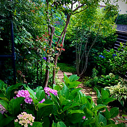 アオダモの木/シャラの木/出逢えた事に感謝して/心地よい暮らし/庭の花を楽しむ...などのインテリア実例 - 2021-06-21 07:45:53