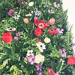 玄関/入り口/日替わり投稿企画!木曜日/植物/花のある暮らし/Flowers...などのインテリア実例 - 2017-05-11 21:50:40