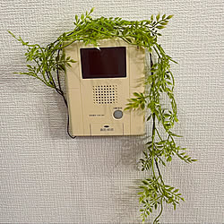 観葉植物/100均/壁/天井のインテリア実例 - 2021-08-04 05:04:39