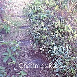 玄関/入り口/garden♡/クリスマスローズ/冬の庭のインテリア実例 - 2014-12-30 13:16:41