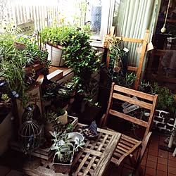 玄関/入り口/DIY/多肉植物/100均/3COINSのインテリア実例 - 2014-08-23 09:19:38