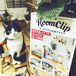 机/雑誌掲載/雑誌/ねこ帰宅部/ねこのいる日常...などのインテリア実例 - 2015-11-20 23:41:40