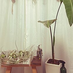 壁/天井/エアプランツ/観葉植物のインテリア実例 - 2017-05-11 19:53:19