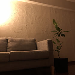 ゴムの木/ものを減らしたい/漆喰壁DIY/シンプルに暮らしたい/観葉植物...などのインテリア実例 - 2019-06-09 23:30:14