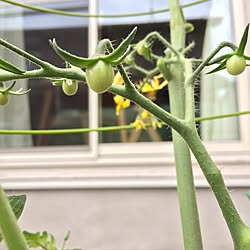 プランター菜園/家庭菜園/日替わり投稿企画!木曜日/植物のインテリア実例 - 2017-05-25 21:57:27