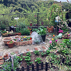 庭/ガーデニング/ポタジェガーデンを目指して/お花を楽しむ/収穫も楽しめるのインテリア実例 - 2021-03-30 16:05:29