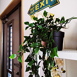 玄関/入り口/IKEA/モノトーン/観葉植物のインテリア実例 - 2019-03-18 09:51:02