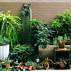 壁/天井/台湾/観葉植物/海外インテリア/植物のある暮らし...などのインテリア実例 - 2018-08-04 12:24:18