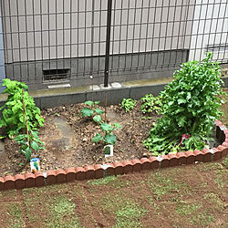 庭/家庭菜園のインテリア実例 - 2018-05-13 17:24:35