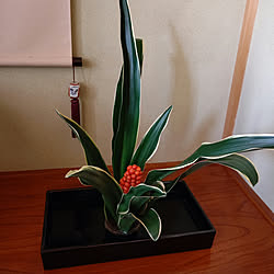 部屋全体/お正月/みどりのある暮らし/植物のある暮らし/花のある暮らし...などのインテリア実例 - 2021-12-18 11:52:00