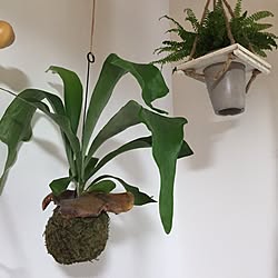 部屋全体/シダ植物/コウモリラン/日替わり投稿企画!木曜日/植物...などのインテリア実例 - 2017-07-06 18:08:25