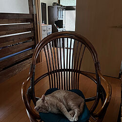 レトロ/古道具/ねこのいる日常/藤の椅子/猫と暮らす...などのインテリア実例 - 2023-06-25 20:28:23