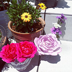 部屋全体/5月の庭/私の癒し/植物のある暮らし/薔薇のある暮らし...などのインテリア実例 - 2022-05-08 13:04:24