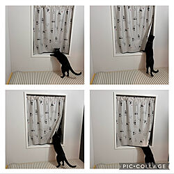 浴室の窓/浴槽の蓋に乗る猫/ねこのいる風景/猫のいる暮らし/黒猫ミースケ...などのインテリア実例 - 2022-05-13 07:33:58