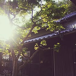 シンボルツリー/日本家屋のインテリア実例 - 2017-04-21 17:53:38