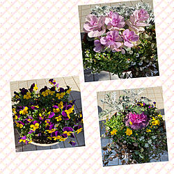 お花が好き/庭づくり/庭づくり中/お花のある暮らし/お花...などのインテリア実例 - 2020-03-20 03:03:07