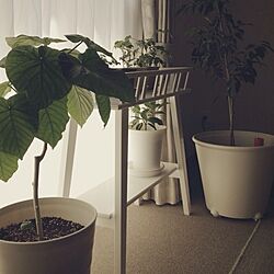 リビング/室内植物のインテリア実例 - 2013-05-12 12:22:25