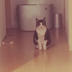 リビング/おやすみなさい✩.*˚/ねこのいる日常/猫のいる暮らし/北海道のインテリア実例 - 2017-03-23 00:19:29