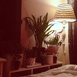 ベッド周り/ジャングル化計画/フロアーランプ/植物/照明のインテリア実例 - 2013-11-20 00:11:40