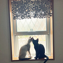壁/天井/窓辺の風景/猫との暮らしのインテリア実例 - 2023-10-13 13:50:47