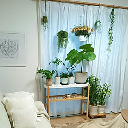 グリーンのある暮らし/natural/植物が好き/観葉植物/NO GREEN NO LIFE...などのインテリア実例 - 2019-02-05 17:03:16