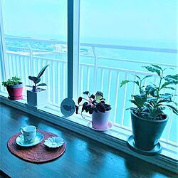 海辺の暮らし/コーヒータイム/窓辺/窓辺のインテリア/窓辺の風景...などのインテリア実例 - 2022-05-27 14:22:45