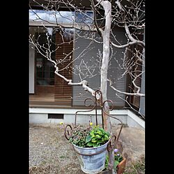 玄関/入り口/寄せ植え/庭のインテリア実例 - 2016-03-27 21:21:54