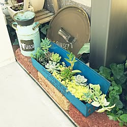 玄関/入り口/植物のある暮らし/古道具/がらくた市/工具入れリメイク...などのインテリア実例 - 2017-05-22 15:13:30