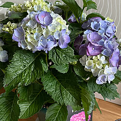 梅雨空/見て下さってありがとうございます♡/お花のある生活❁/紫陽花/玄関/入り口のインテリア実例 - 2021-07-04 17:34:34