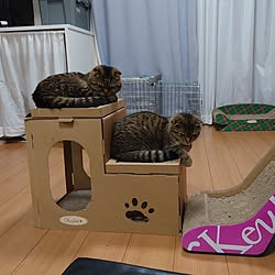 部屋全体/リラックスタイム/建売住宅/ねこと暮らす/短足マンチカン...などのインテリア実例 - 2023-04-02 23:11:52