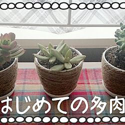 リビング/植物/雑貨のインテリア実例 - 2014-02-07 08:31:55