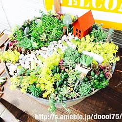 玄関/入り口/箱庭/植物/多肉/多肉ちゃん...などのインテリア実例 - 2015-04-29 17:17:15