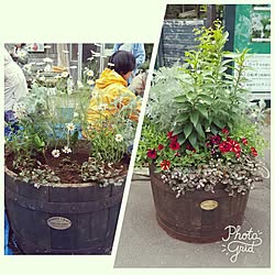 キッチン/キッチンではありません/北海道/植物/花のある暮らし...などのインテリア実例 - 2017-06-28 13:34:24