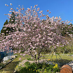 満開の桜/ガーデニング/玄関/入り口/田舎の庭のインテリア実例 - 2022-04-10 11:43:35