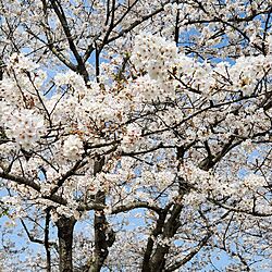 さくら/桜/お花見/チューリップ/お花のある暮らし...などのインテリア実例 - 2024-04-16 23:53:09