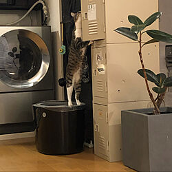 Cuble 洗濯機/Cuble/上から入る猫トイレ/ねこと暮らす。/猫...などのインテリア実例 - 2021-09-14 16:49:49