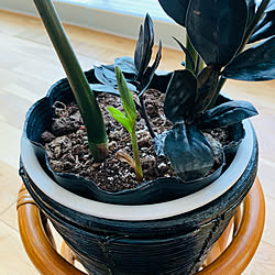 黒い葉の観葉植物/黒い葉っぱ/ザミオクルカスレイヴァン/ザミオクルカス・レイヴン/植物のある暮らし...などのインテリア実例 - 2021-04-11 07:42:27