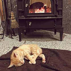 リビング/猫のいる暮らし/暖炉のインテリア実例 - 2016-12-18 19:30:55