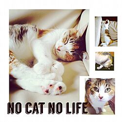 NO CAT NO LIFE/三毛猫/猫と暮らす/ねこ部/リビングのインテリア実例 - 2016-06-23 21:15:21