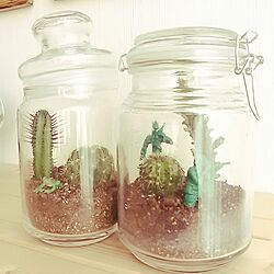 棚/さぼてん/植物/セリア/寄せ植え...などのインテリア実例 - 2014-10-08 14:33:11