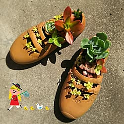 玄関/入り口/植物/日替わり投稿企画!木曜日/多肉植物/グリーンのある暮らし...などのインテリア実例 - 2017-06-10 06:43:31