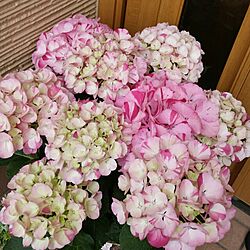 玄関/入り口/お花のある暮らし/紫陽花のインテリア実例 - 2016-05-10 22:32:36