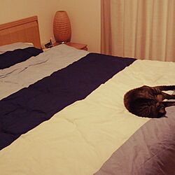 ベッド周り/フランスベッド/猫/ランプスタンド/IKEAのインテリア実例 - 2016-03-11 20:43:08