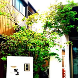 玄関/入り口/もみじの木/植栽のインテリア実例 - 2015-04-12 15:55:15