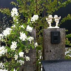 玄関/入り口/春/ガーデンのインテリア実例 - 2013-04-08 09:05:06