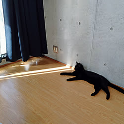 部屋全体/保護猫と暮らす/1K/一人暮らし/コンクリート打ちっ放し...などのインテリア実例 - 2021-09-06 22:36:03