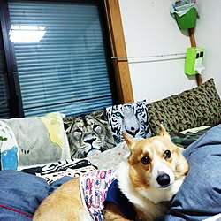 ベッド周り/ペットと暮らす家/先に寝てる犬が…/ここも100均だらけ/ごちゃごちゃですが…。...などのインテリア実例 - 2016-03-05 21:44:21