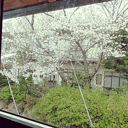 部屋全体/桜/bino allen/窓からの景色のインテリア実例 - 2020-03-30 14:36:32