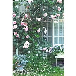 玄関/入り口/植物/薔薇が好き/花のある暮らし/トレリス...などのインテリア実例 - 2016-05-21 06:20:11